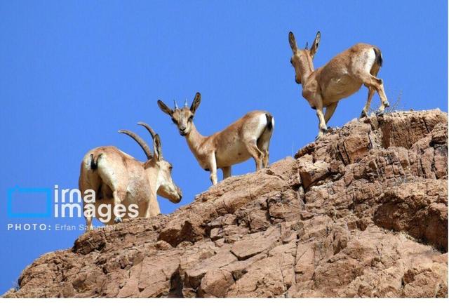 فیلم| گشت‌وگذار سلاطین صخره‌ها در ارتفاعات چالوس