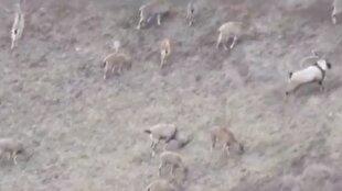 تصاویری زیبا از کل و بز وحشی + فیلم