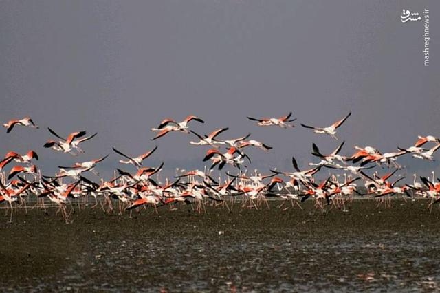 عکس/ جان دوباره تالاب مهارلو