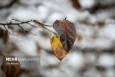 بارش شدید برف در شهرستان تربت جام