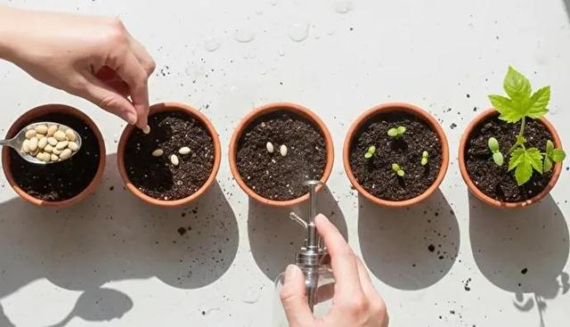 آموزش قدم‌ به‌ قدم کاشت دانه پشن فروت در گلدان