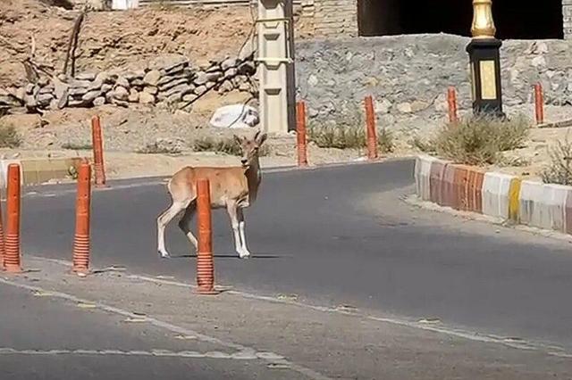 داستان عجیب حیات وحش شاهرود | قوچ و میش های شهرنشین را ببینید