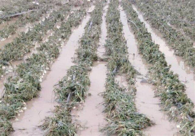 خسارت بارندگی و تگرگ به کشاورزان هرمزگان