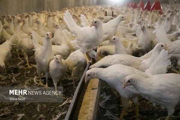 نهاده دامی؛ قطاری که به مقصد نرسید