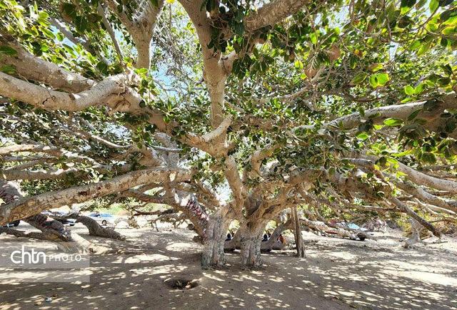 انجیر معابد، جاذبه اسرارآمیز چابهار