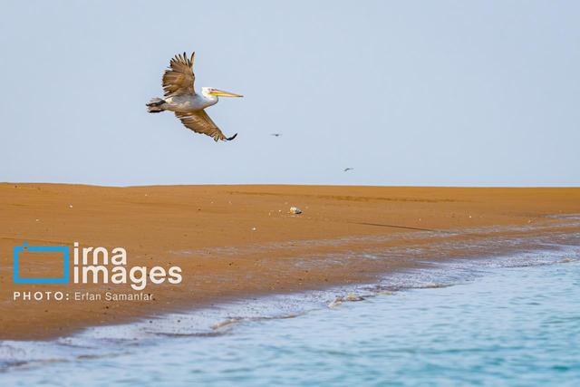 معمای جزیره‌ای به‌نام سیری‌