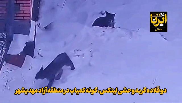 فیلم | مشاهده دو قلاده گربه وحشی لینکس، گونه کمیاب در منطقه آزاد مهدیشهر