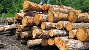 کشف ۱۵ تن چوب جنگلی قاچاق در آمل