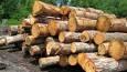 کشف ۱۵ تن چوب جنگلی قاچاق در آمل