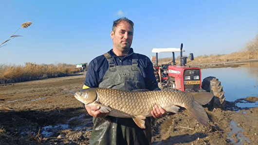 آغاز برداشت ماهیان گرمابی در اردبیل