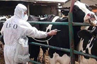 کرمانشاه در شمار استان‌های پاک کشور از نظر شیوع بیماری تب برفکی