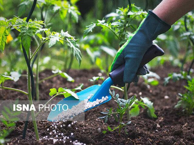 افزایش ۵۰ درصدی توزیع کود اوره یارانه‌ای در قم