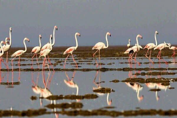مهاجرت دسته فلامینگوها به تالاب سولدوز نقده