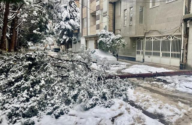 سقوط و شکستگی ۶۵۰ اصله درخت در پی بارش برف در نیشابور