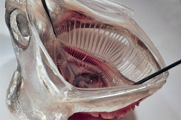 فیلتر جدید مواد میکروپلاستیکی با الهام از دهان ماهی