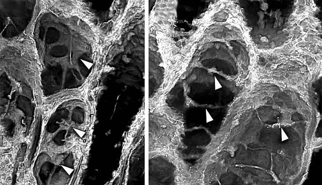 اسرار یکی از بزرگ‌ترین رازهای تکامل گیاهان با کشف فسیلی ۴۰۰ میلیون‌ساله