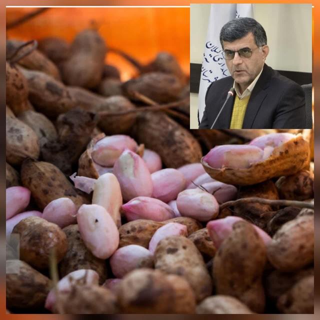 فرماندار آستانه اشرفیه: همه جای کشور، بادام زمینی را به نام آستانه اشرفیه می شناسند