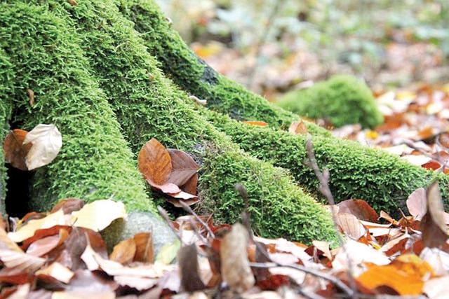 قاچاق «خزه»؛ سودجویی جنگلکُش