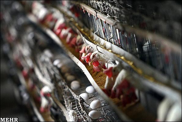 طرح بومی کاهش هزینه و مصرف انرژی مرغداری همچنان اجرا نمی‌شود