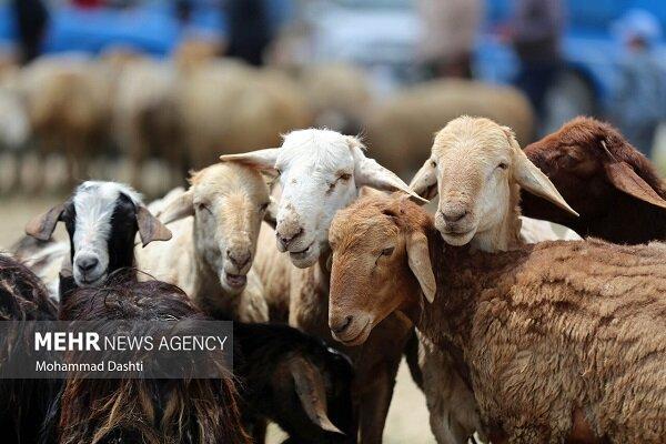 ۱۰۰ راس گوسفند قاچاق در فریدن کشف شد