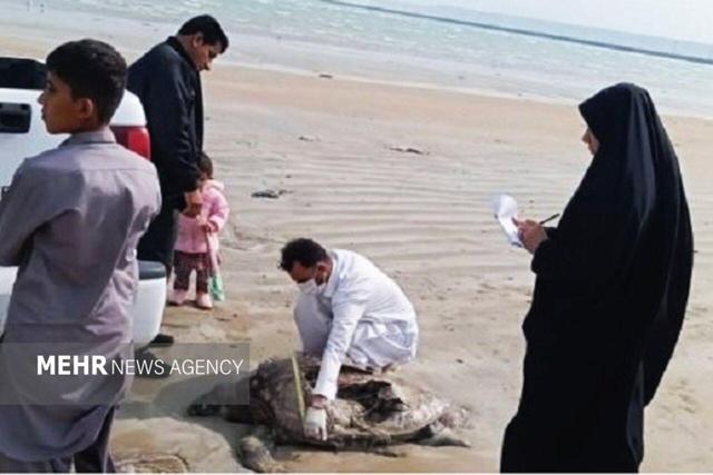 کشف لاک‌پشت دریایی تلف شده در سواحل کنارک