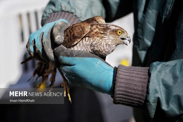 زارع: ۳۷۴ قطعه پرنده مهاجر از شکارچیان غیرمجاز در مازندران کشف شد