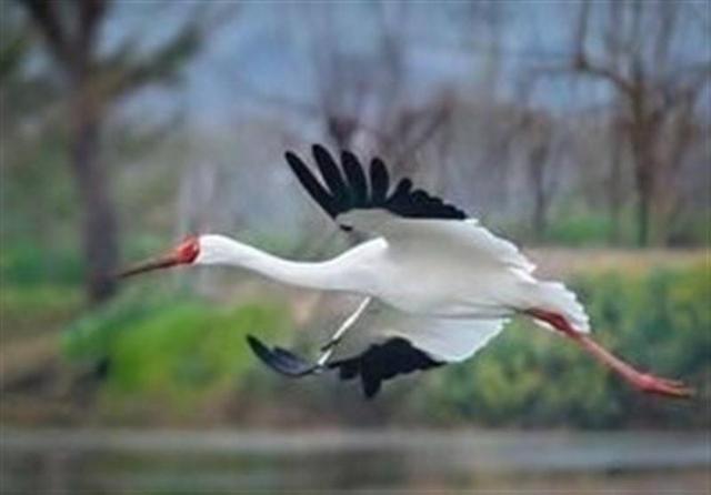 پرواز پنج هزار کیلومتری برای رسیدن به تالاب میقان