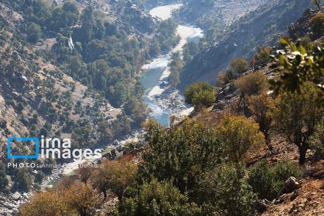 ضرورت تدوین نقشه راه برای جلوگیری از آفات در رویشگاه‌های پنج‌گانه کشور