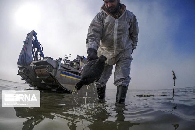 معاون محیط زیست طبیعی گیلان: آموزش صیادان برای جلوگیری از مرگ باکلان‌ها ضروری است