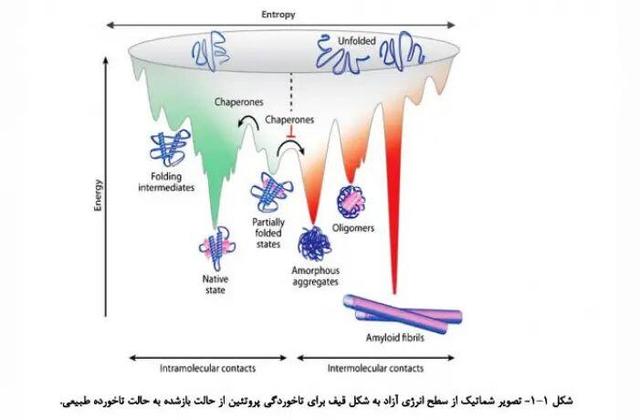 کشف مکانیسم بیماری‌زایی جهش‌های ژنتیکی در پروتئین آلفا B-کریستالین