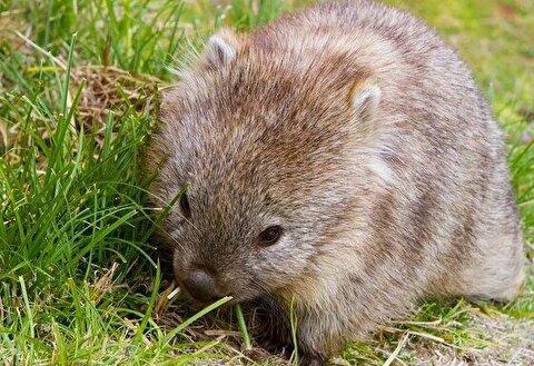 این جانور از مدفوع خود برای دوست‌یابی استفاده می‌کند!