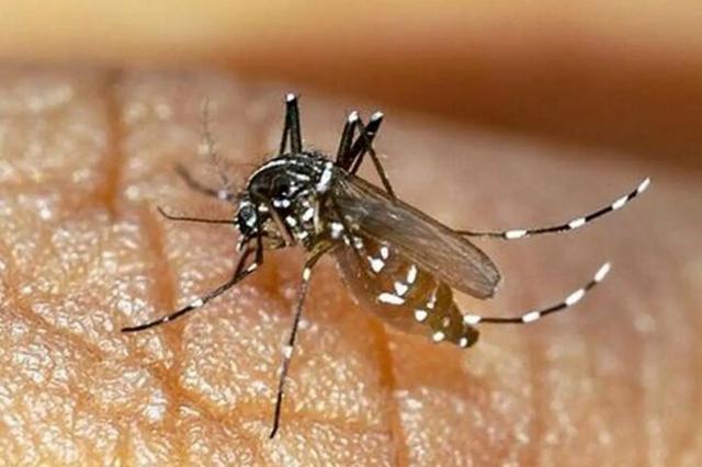 خطر 4 بیماری مهم پس از بارندگی‌ها جزیره کیش را تهدید می کند