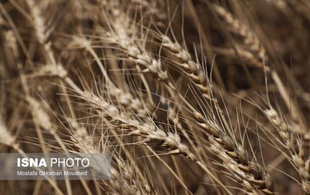 کشف و توقیف ۳۰ تُن جو قاچاق در قم