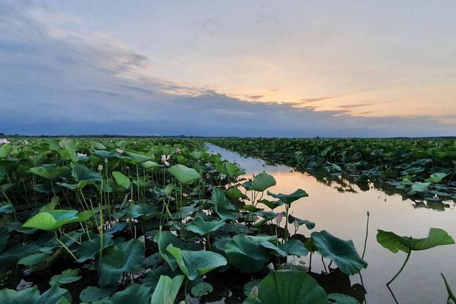 تالاب انزلی هنوز زنده است