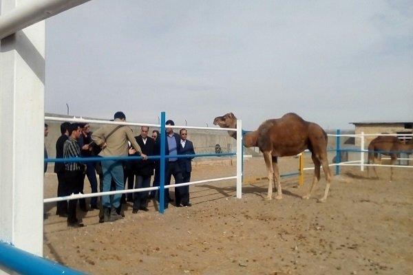 پرورش شتر در میرجاوه