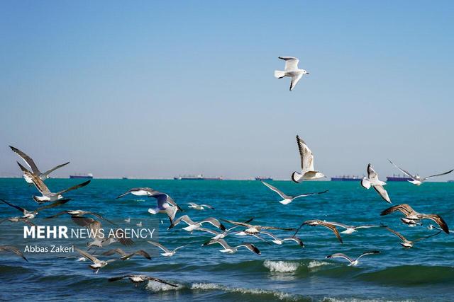 وضعیت جوی و دریایی استان بوشهر آرام است