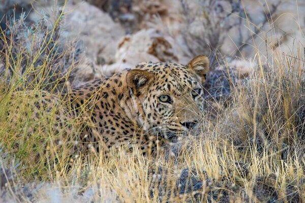 پلنگ زیبا و باشکوه جنگلهای مازندران