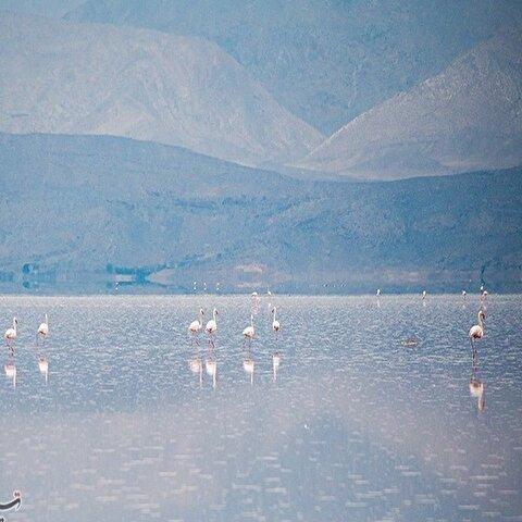 تصاویر: تولد دوباره دریاچه مهارلو؛ بازگشت فلامینگوها با بارش‌های پاییزی