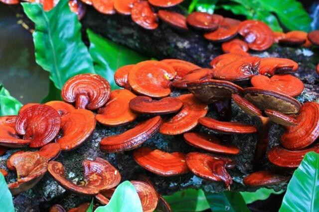 قارچ سنتی؛ کمک طبیعی به سلامت استخوان‌ها