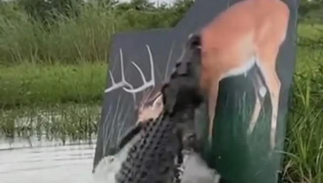 فریب خوردن تمساح گرسنه (فیلم)