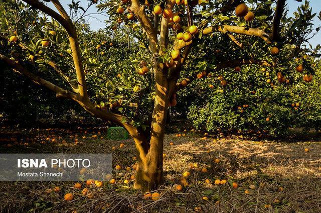 ارقام کم‌آب‌بر راهبرد زنجان برای حفظ تولید محصولات باغی