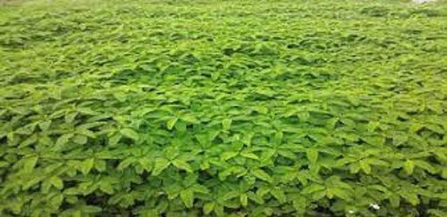 کاشت موفق گیاه «سزبانیا» برای نخستین بار در دهلران