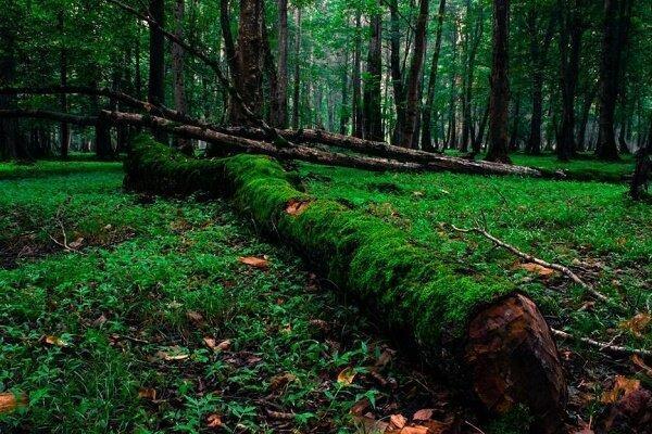 استقرار ۳ دستگاه دوربین دیدبلند در جنگل های گیلان