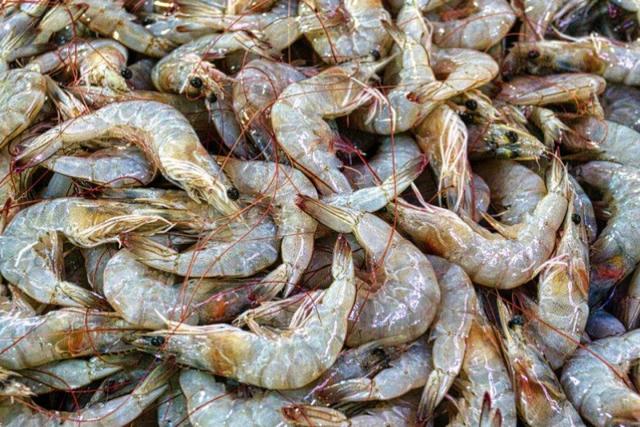 تولید بیش از ۲ هزار و ۵۰۰ تن میگوی پرورشی در خوزستان