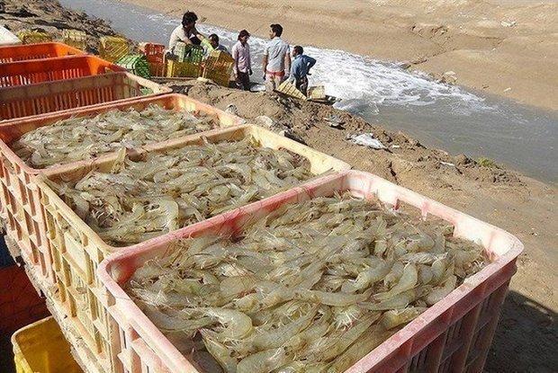 تولید بیش از ۲۵۰۰ تن میگوی پرورشی در خوزستان