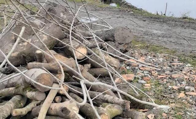 باقری: متهم قطع غیرمجاز درختان جنگلی در ساری دستگیر شد