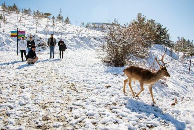 همراهی مردم نجات بخش جان حیات‌وحش در روزهای برفی/ به حیوانات دستی غذا ندهید