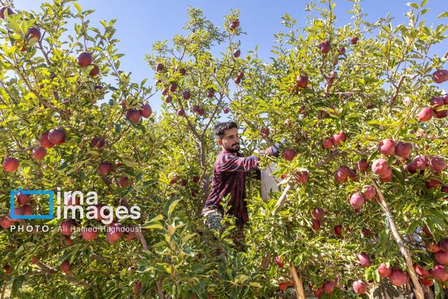 زنجان؛ قطب نوظهور تولید محصولات باغی در کشور