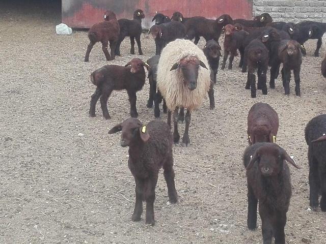 اعلام آمادگی ایران در زمینه امنیت غذایی با کشورهای اسلامی