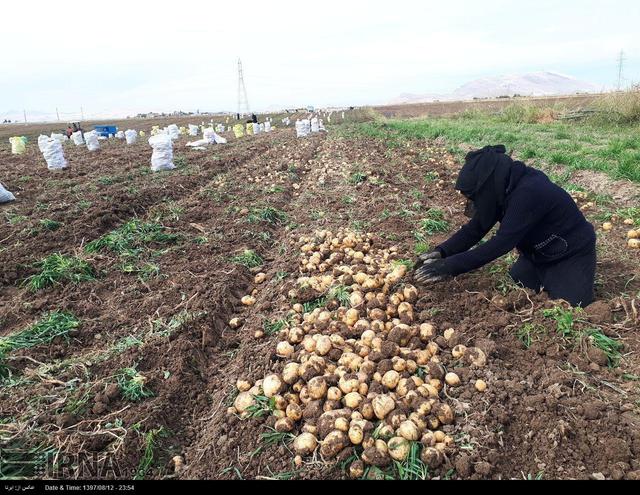 ۳۰۰ هزار تن به ظرفیت واحدهای فرآوری استان کرمانشاه اضافه شد